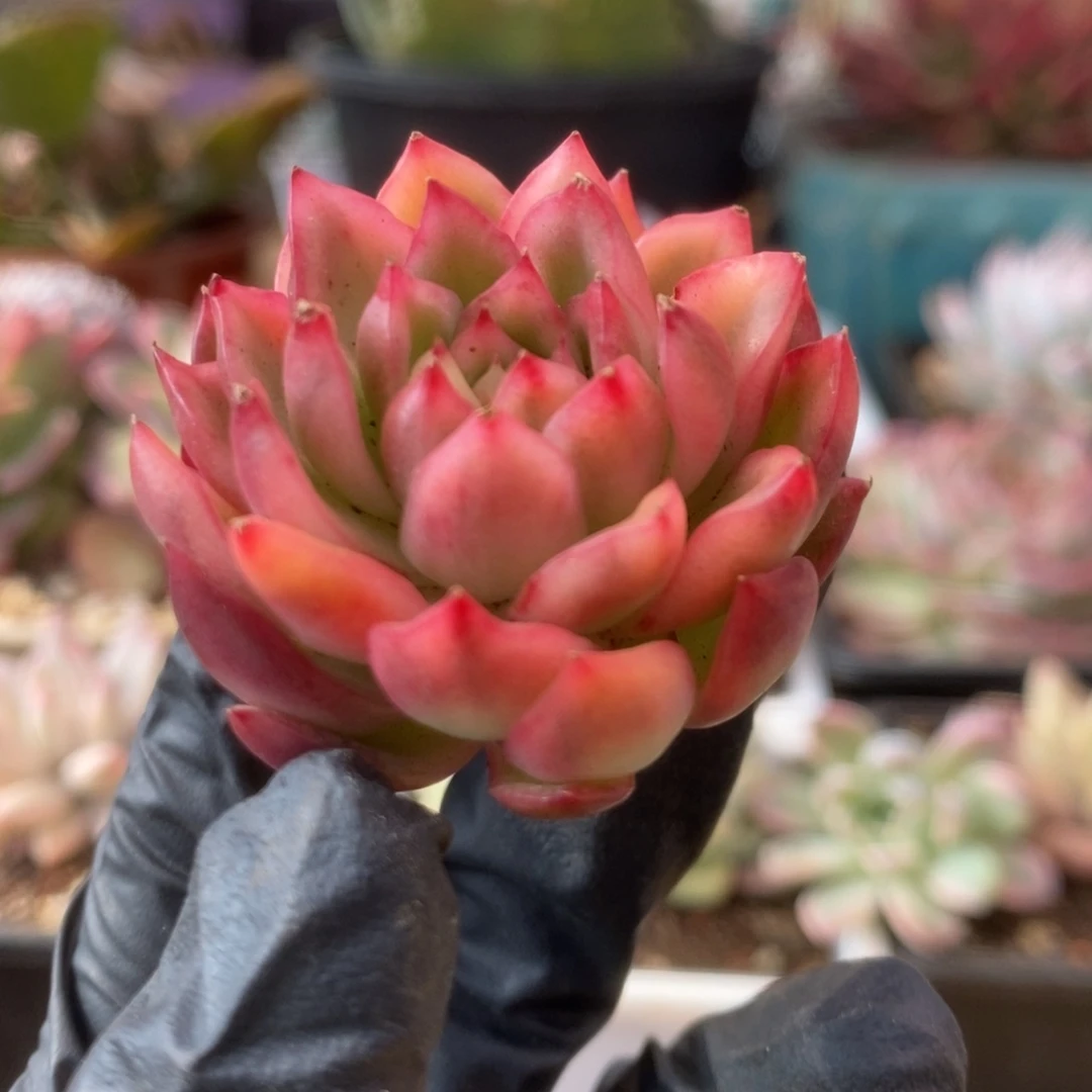 08红姑锦锦锦锦锦锦