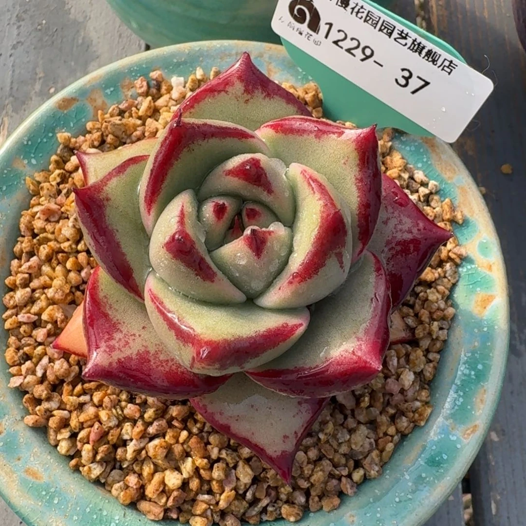 从前慢多肉精选编号1229.37