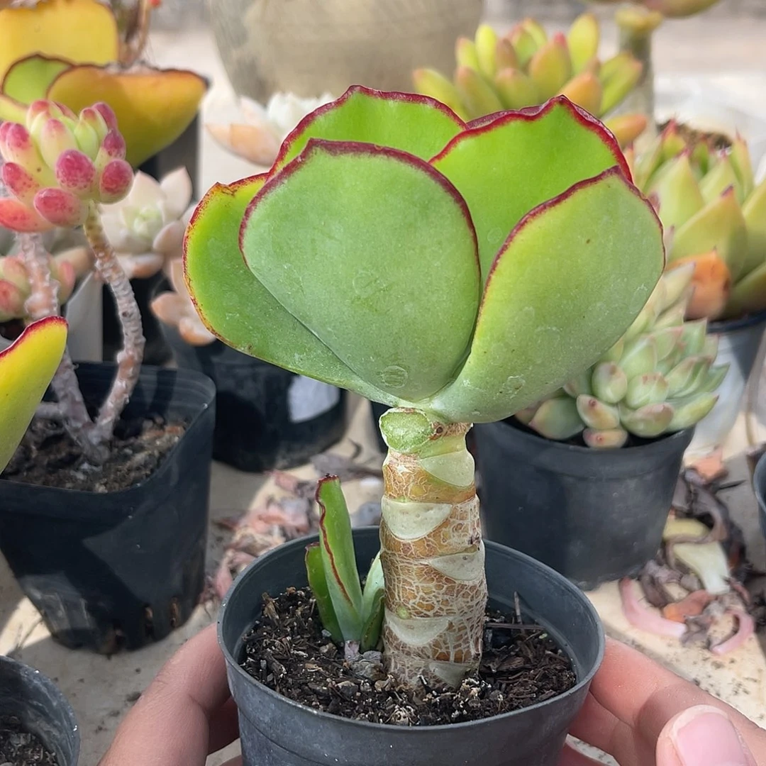 青梅。 1111111111