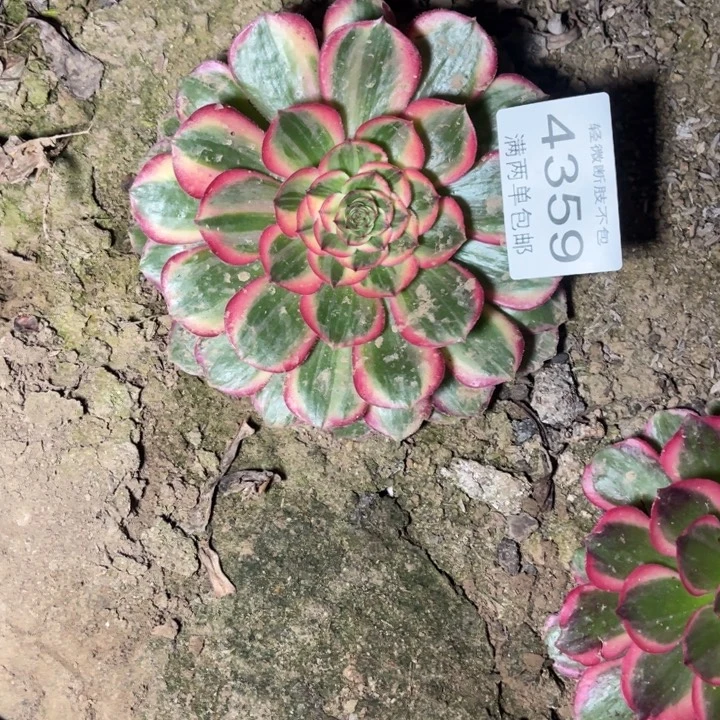 4359荔枝的人多肉的