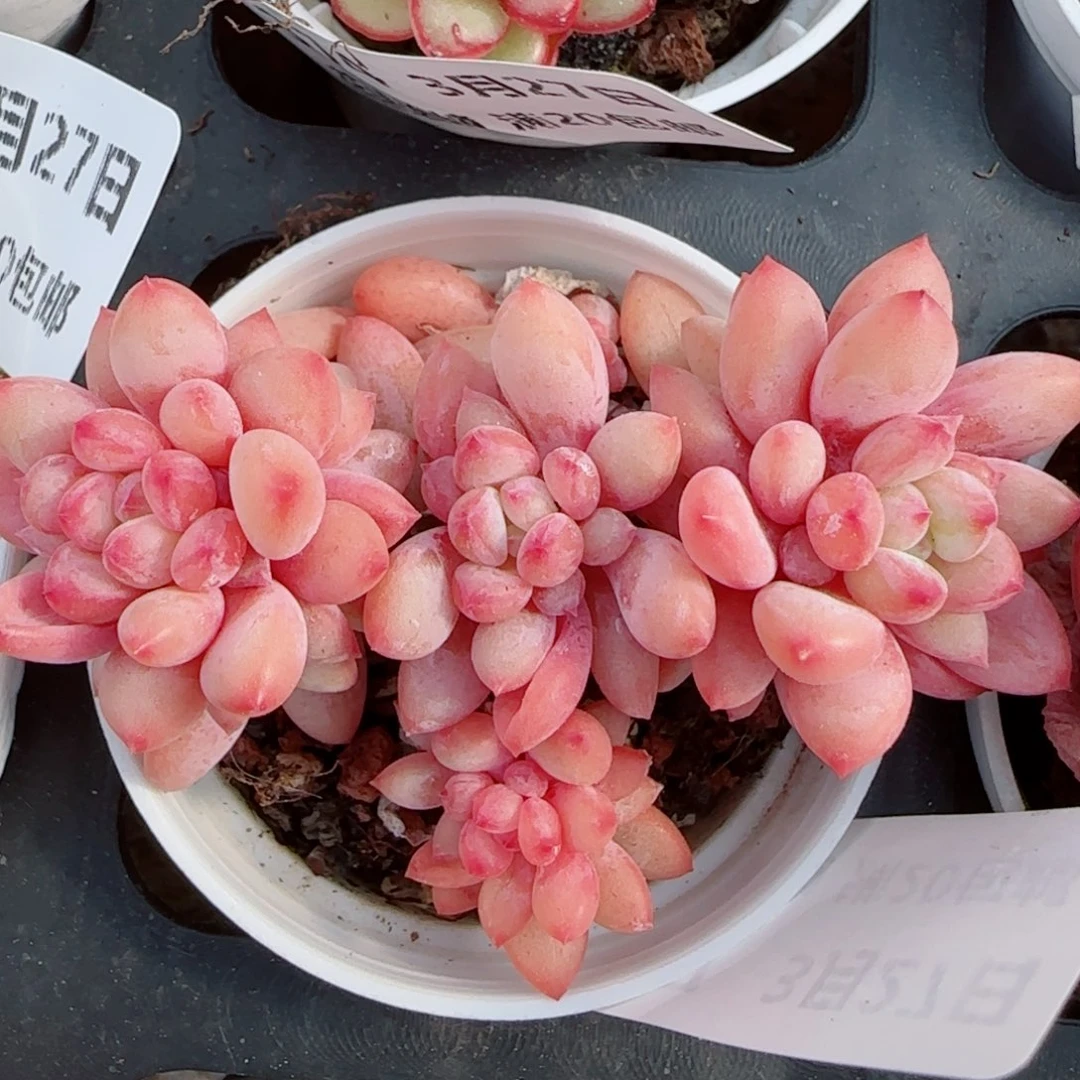 花语逸镜0327-377