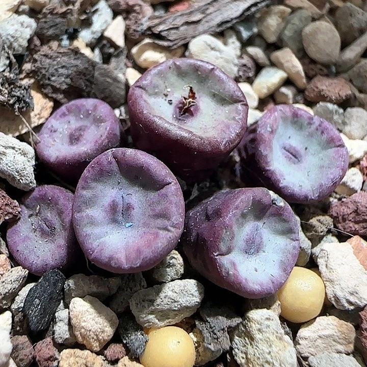 a588。                v