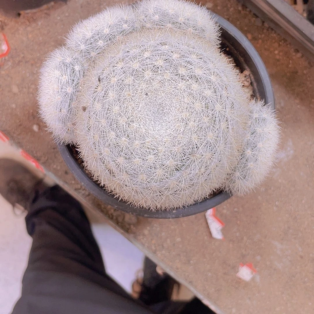 无花朵顺风顺水！顺风顺水
