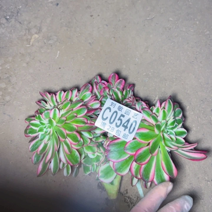 倾城缀多肉植物法师法师0540法师
