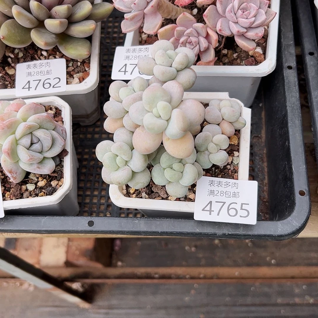 9号周**姐我们的确是一个4765