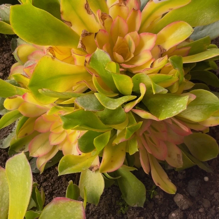 995多肉植物一物一拍