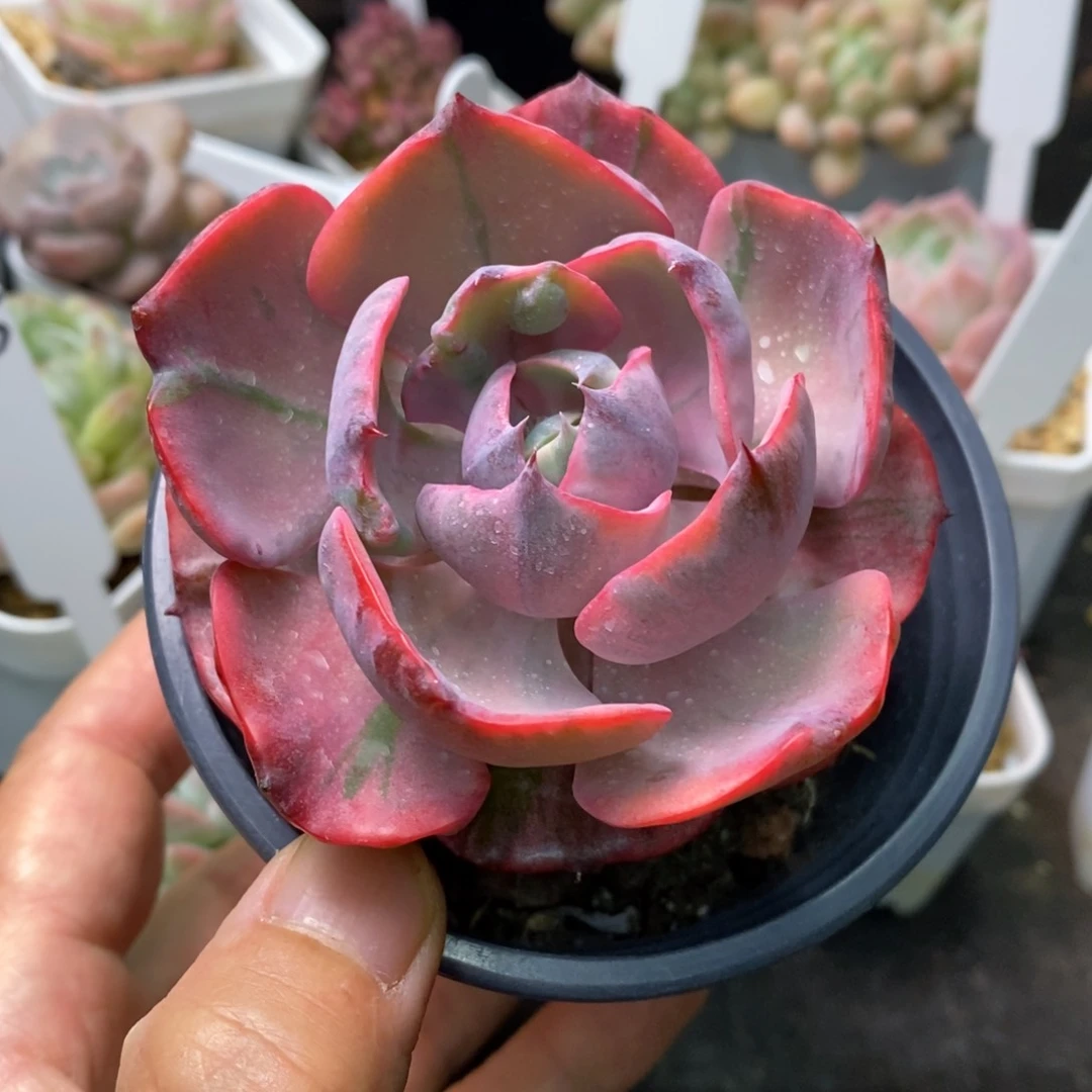 精品多肉一物一拍不包整24