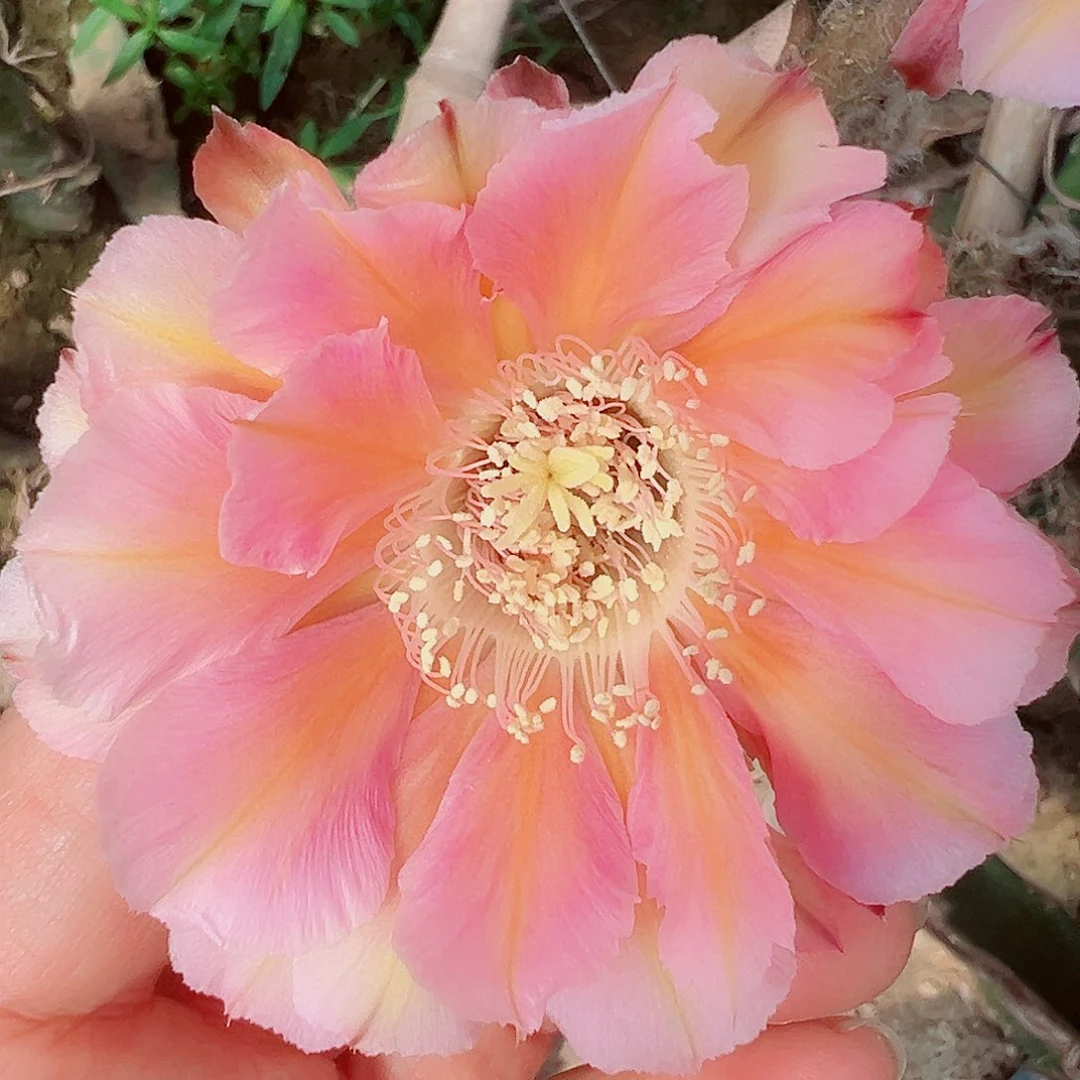 彩草淑妃侧芽 20 包邮