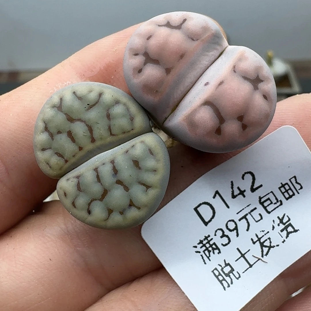 142多肉哈哈哈哈哈哈哈