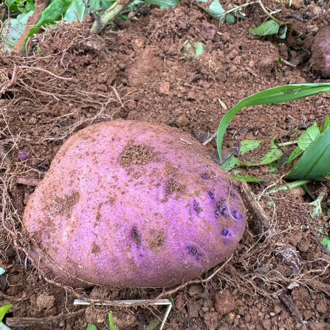 巧家阿艳家乡黑皮洋芋面粉不乌心现挖现发货