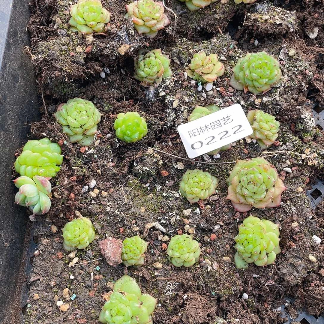 多肉植物多肉植物222