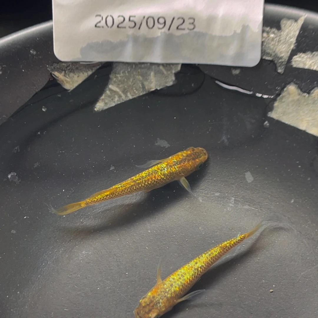 青鳉209松井秘密武器一对