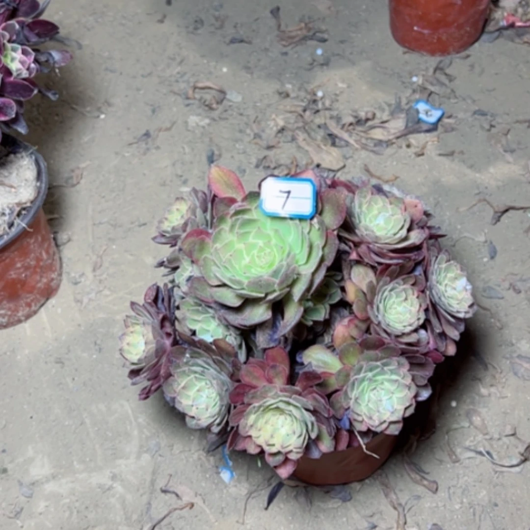 【闪购商品】独*月多肉植物雨何变异7