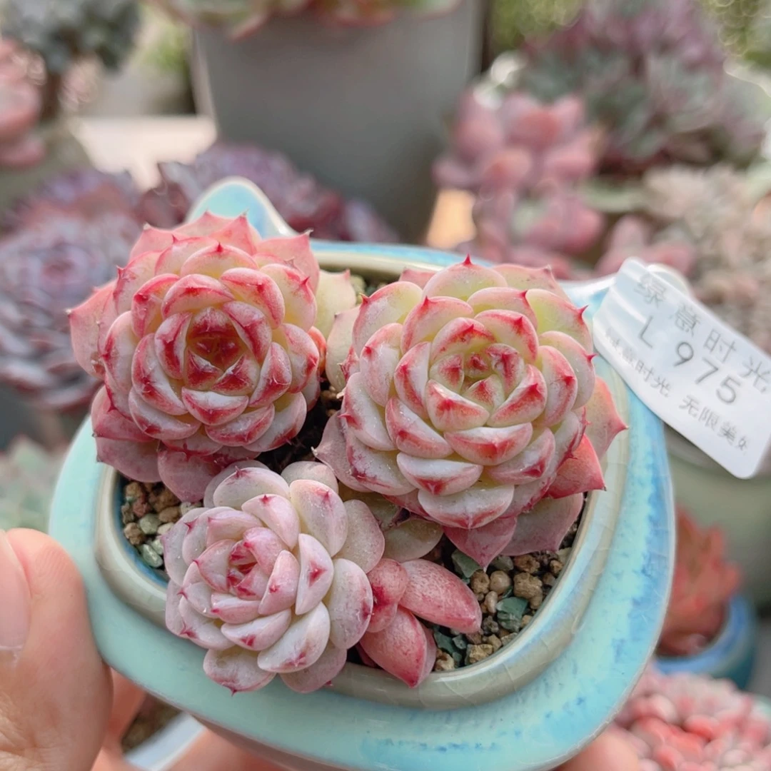 975 粉娥 带陶瓷盆发货 一物一拍