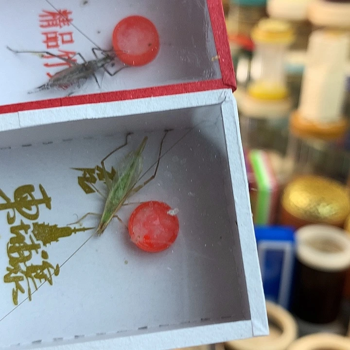 紫竹➕柬埔寨竹蛉啊啊啊啊