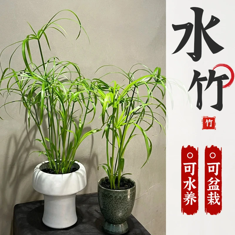 水竹风车草挺水生植物养龟池塘鱼缸造景庭院净化水质盆栽旱伞草