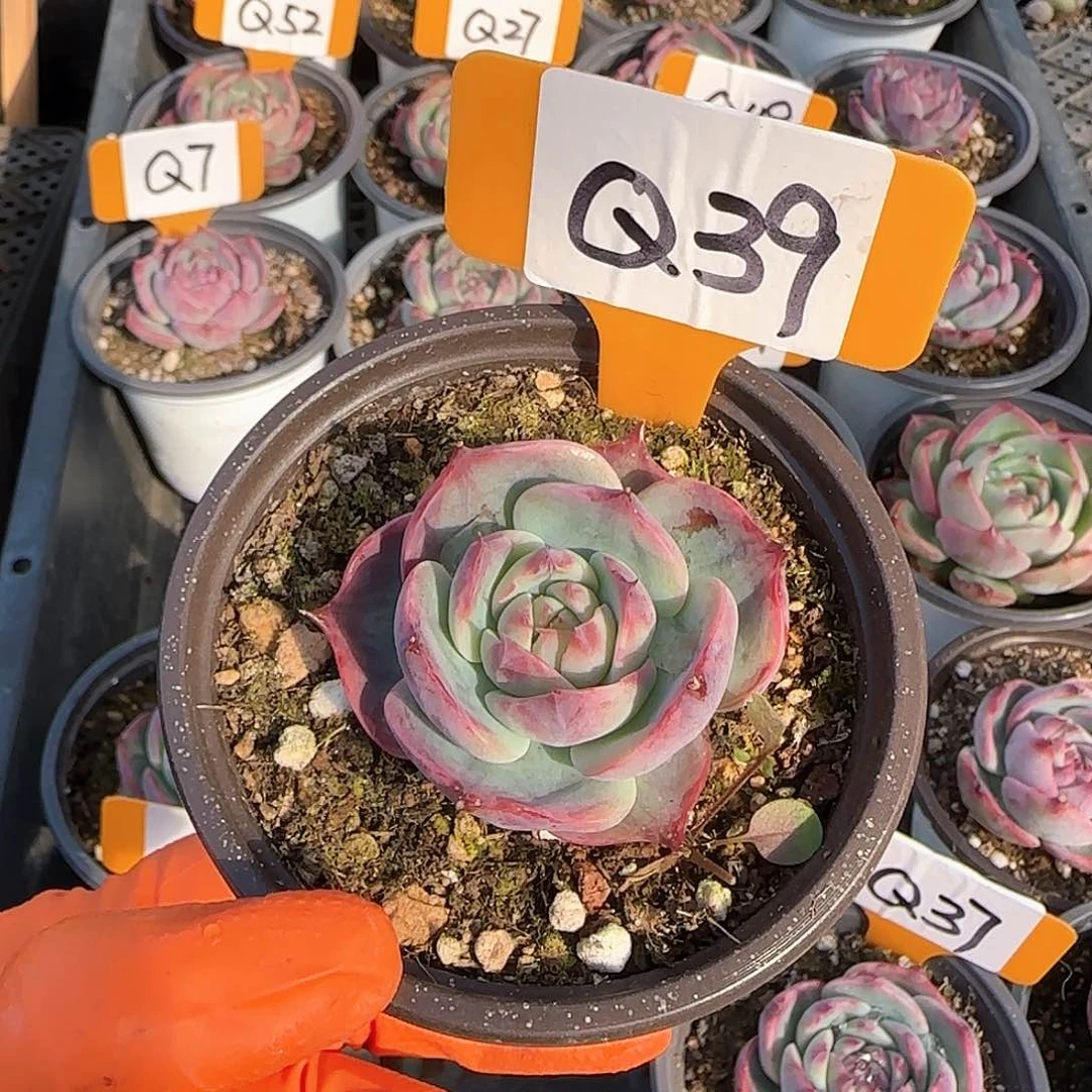 爱****菇Q39惊鸿单头多肉