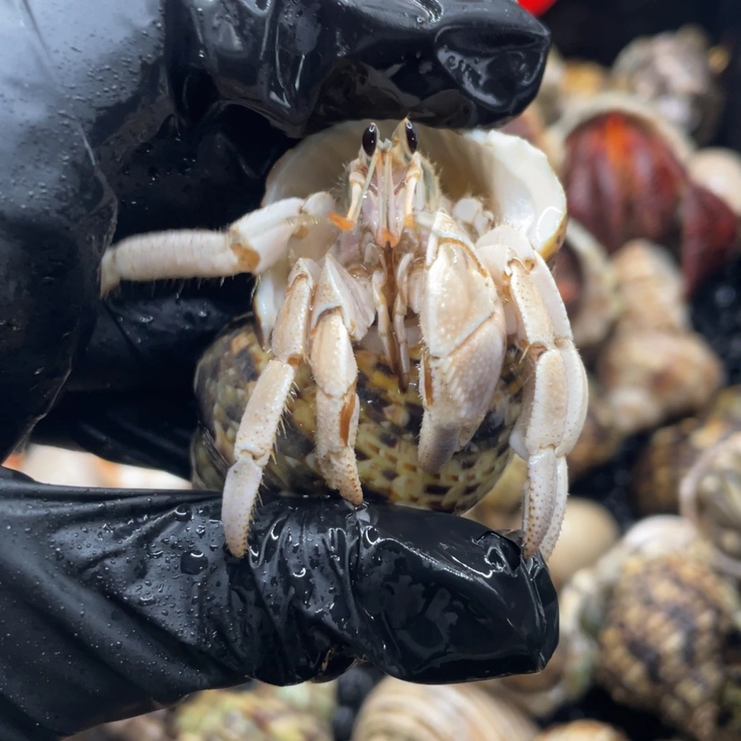 不退不换谢谢支持Y15