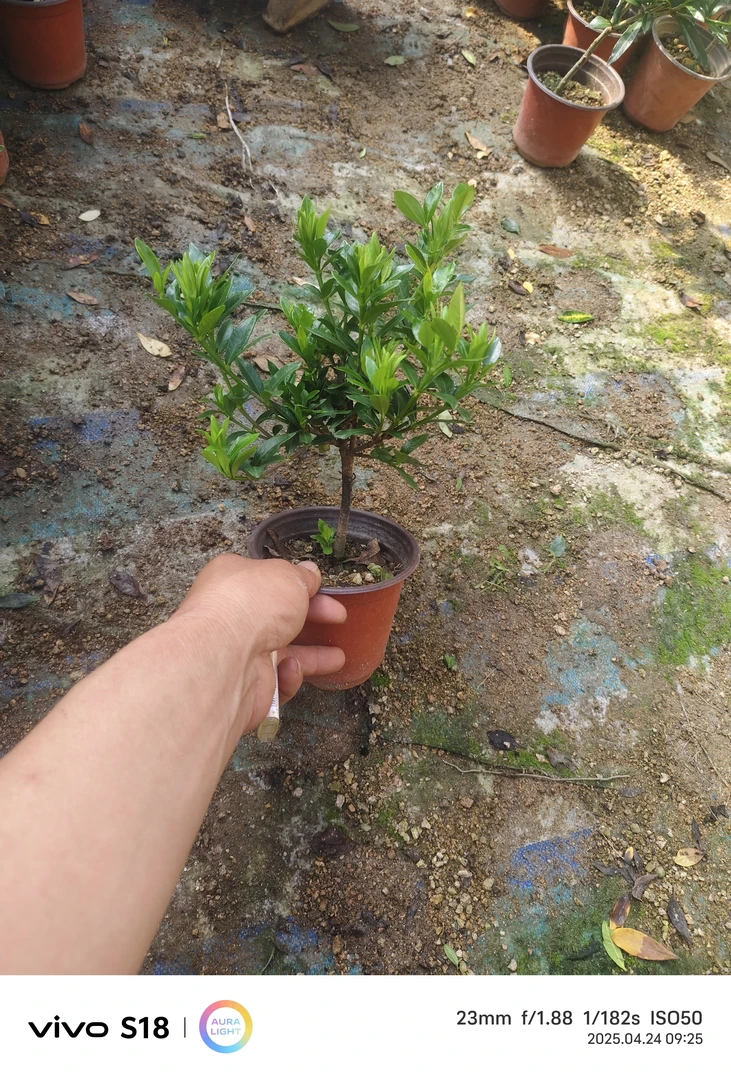 小叶栀子花小盆栽