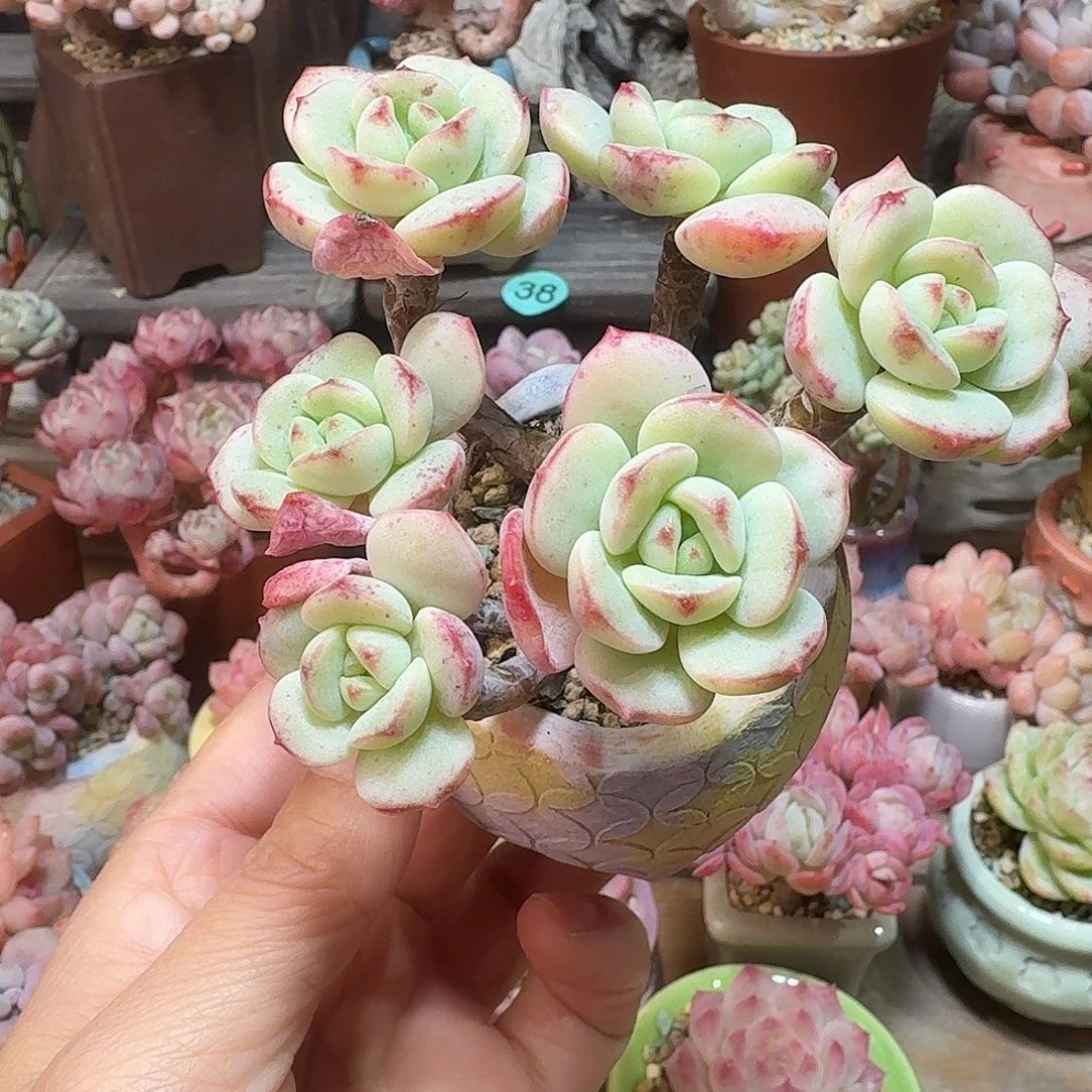 香草 多肉含盆土 一物一拍