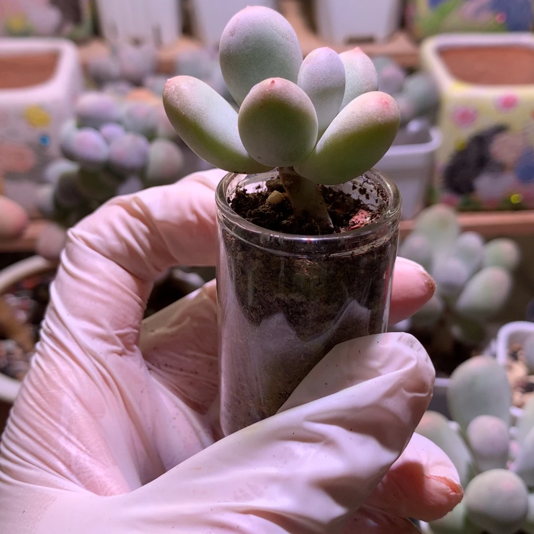 蛋黄奶酪多肉带盆发货