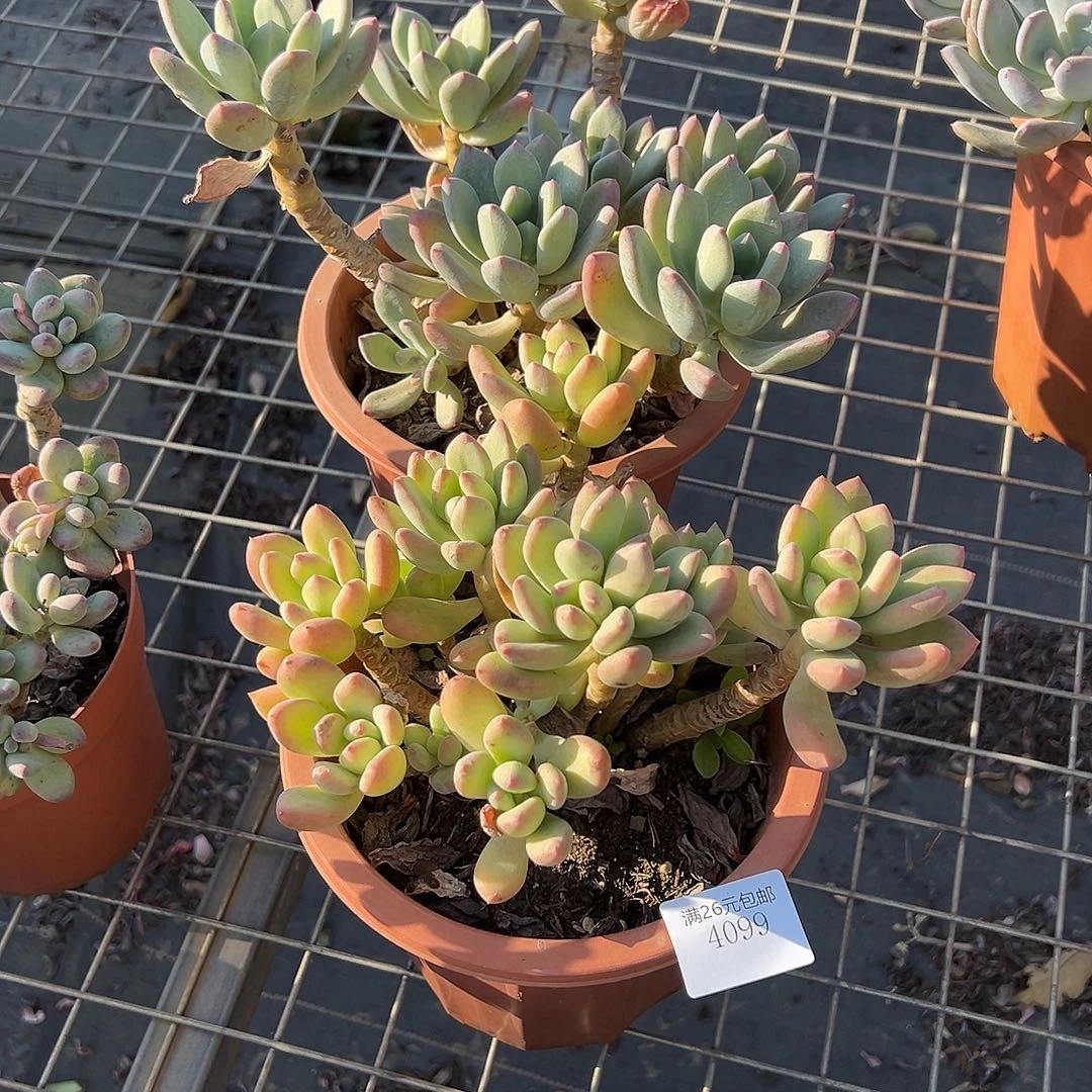 依***你4099清星美人多肉2棵