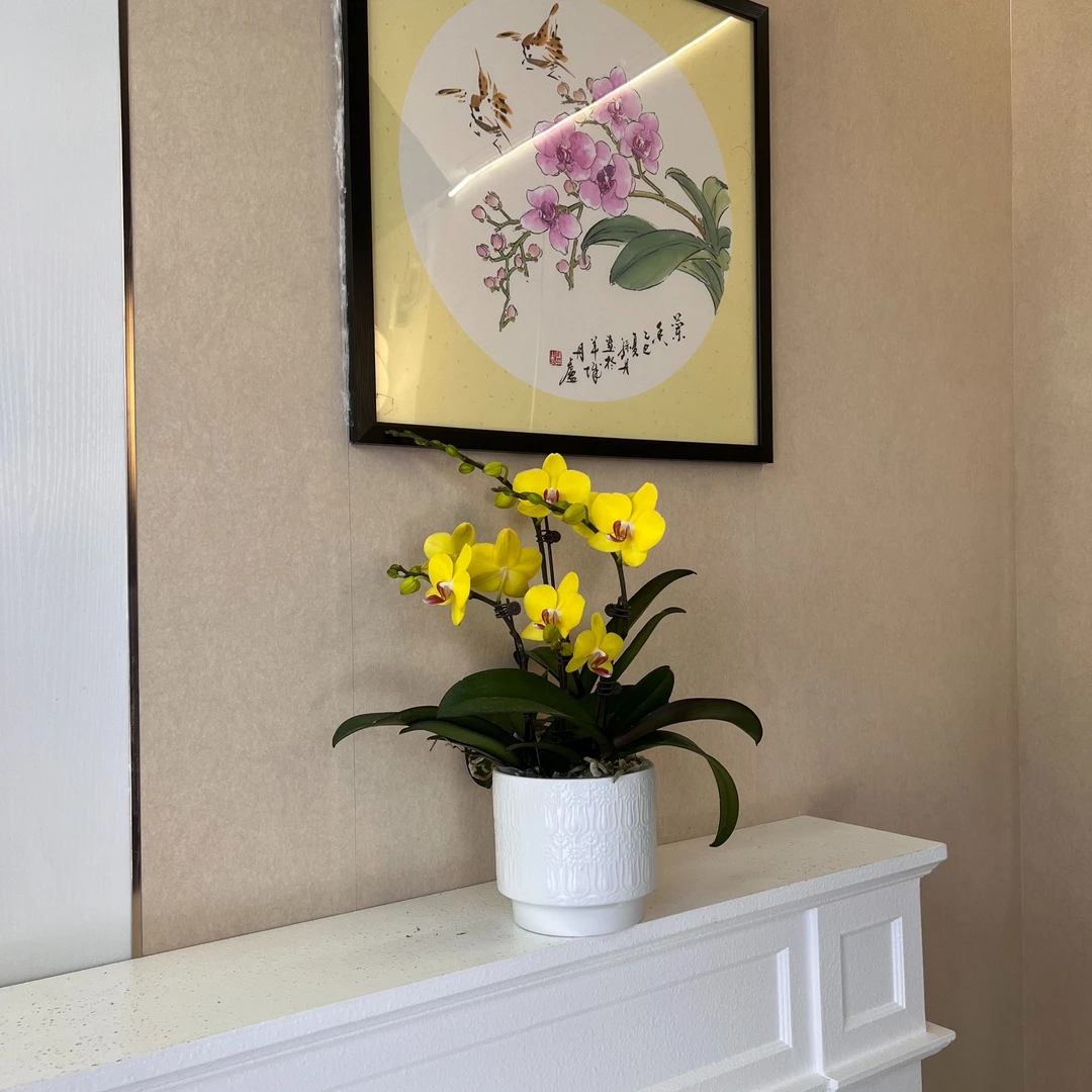 《金格格》蝴蝶兰兰花盆栽带花四季好养活适合室内摆放的绿植花卉