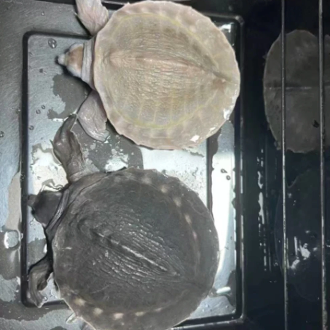 猪鼻龟鱼缸伴侣深水热带龟