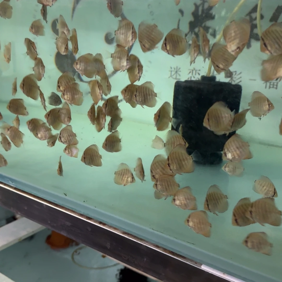 *****海水迷彩福高端七彩巨人松