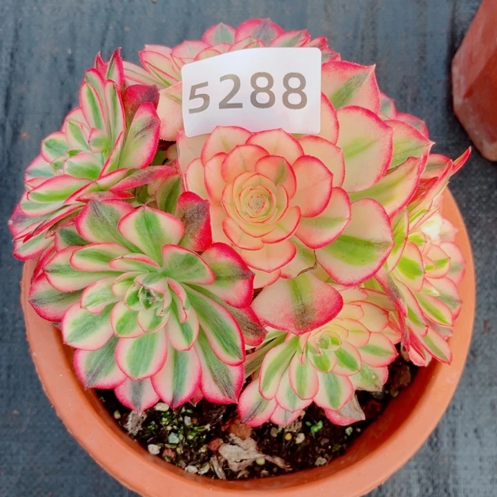 荔枝捧花多肉发货