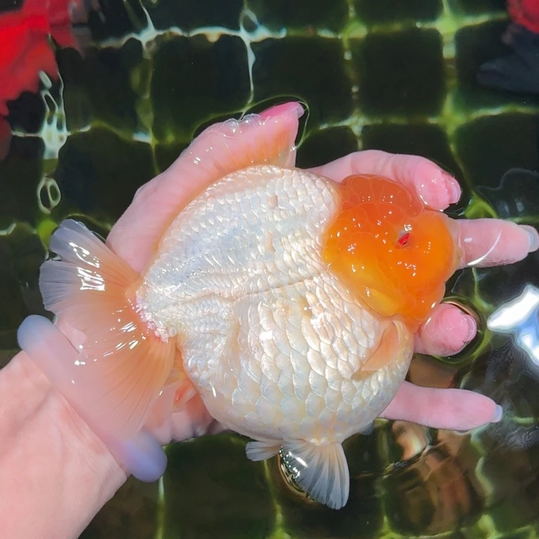 龙睛金鱼亚成兰寿兰寿