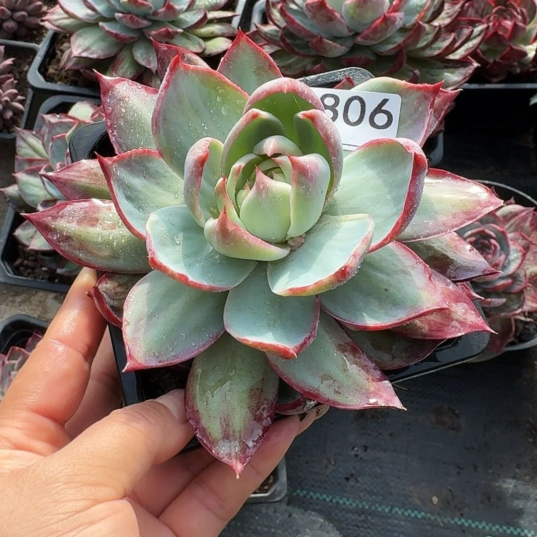 惊鸿惊鸿惊鸿 3806............