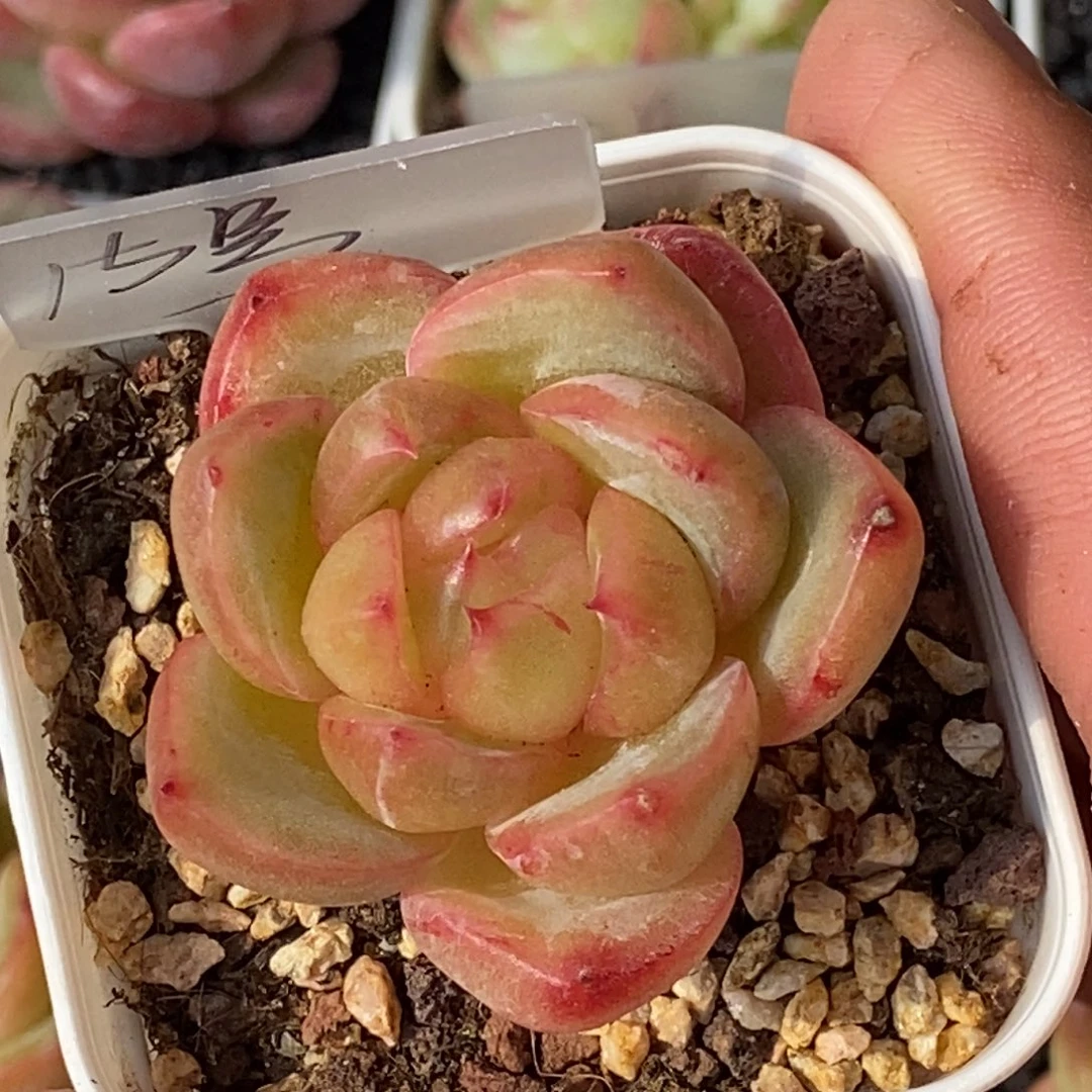 天官赐福百无禁忌