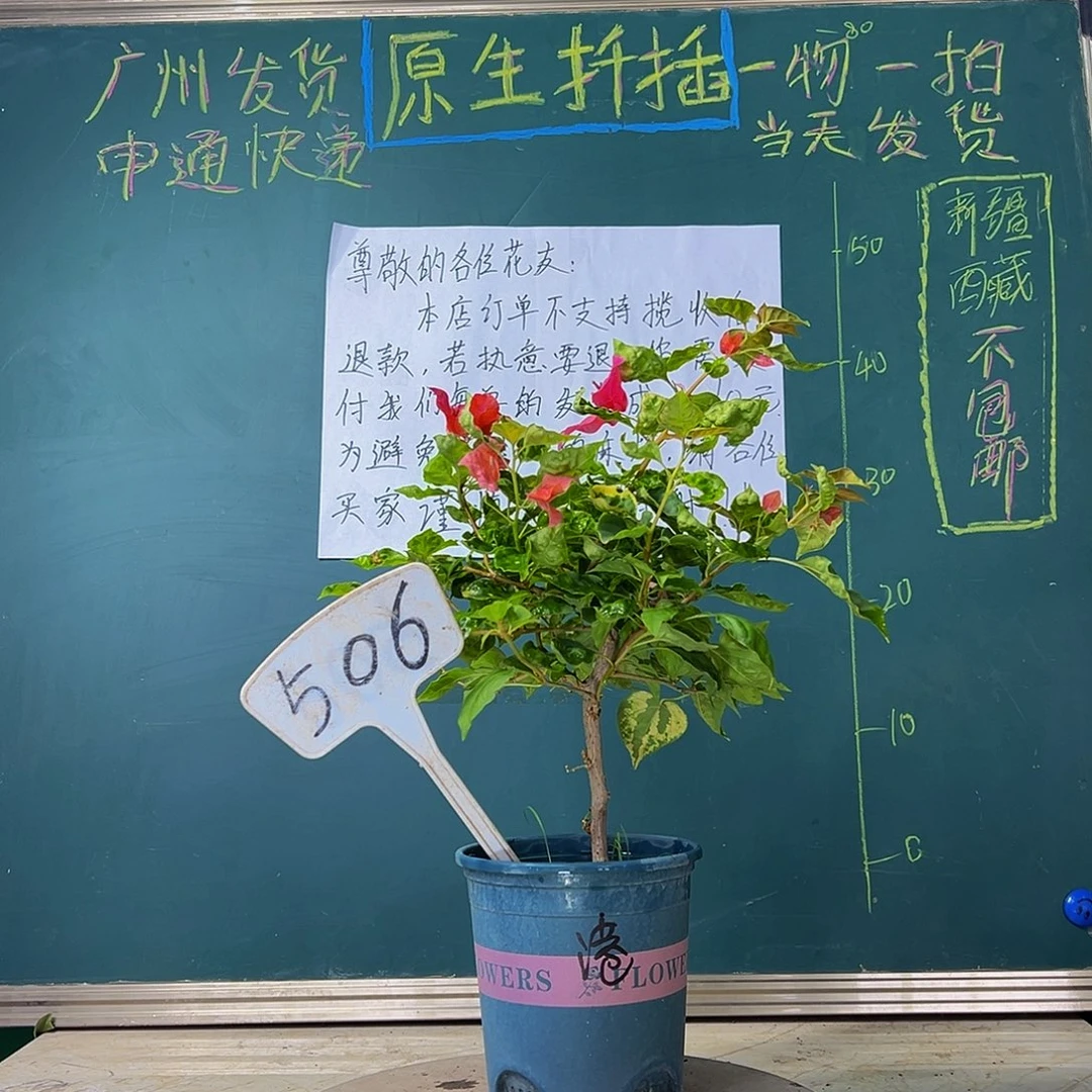 当前无花栽培后可以开花 福利 香港丽人  506
