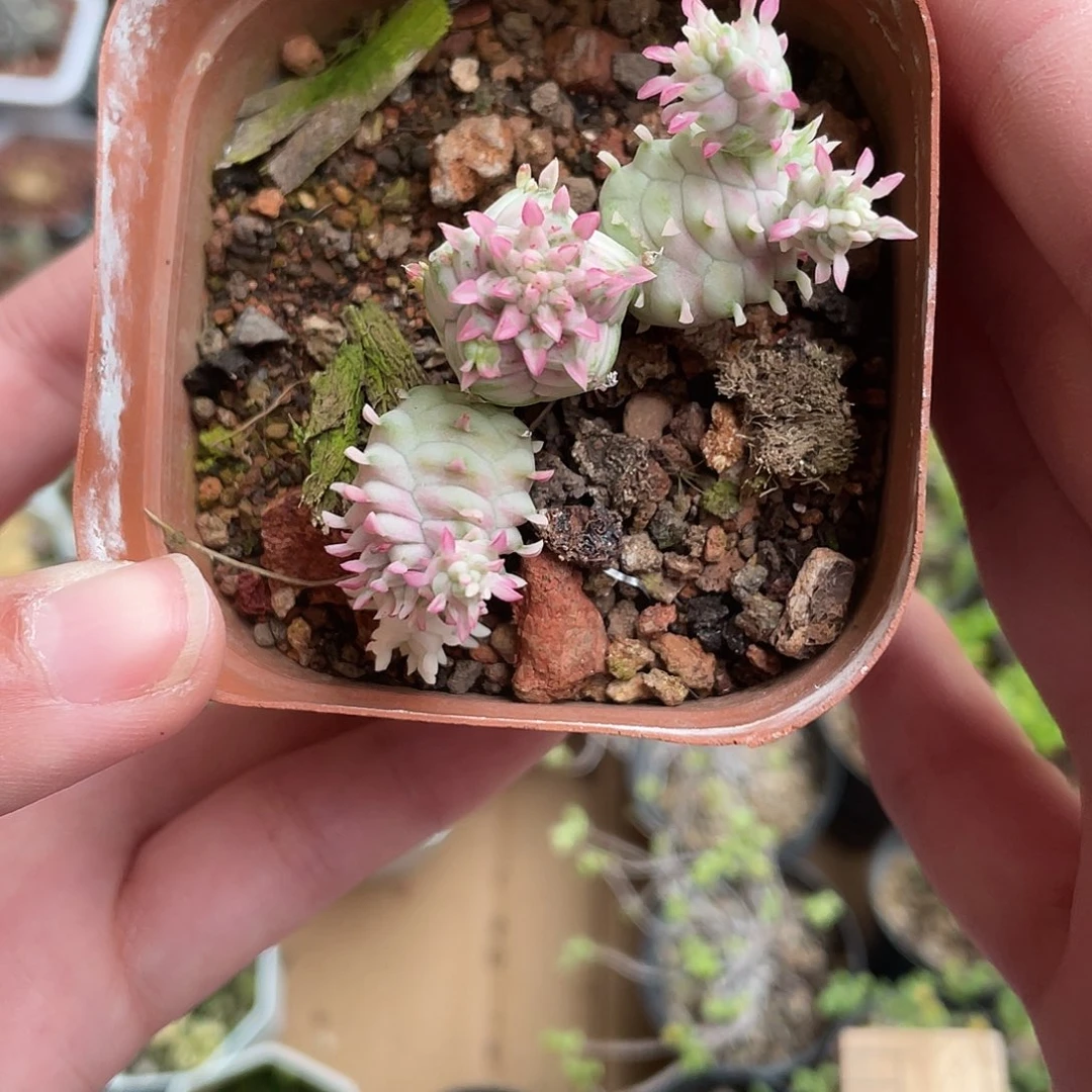 557白桦麒麟（满18元包邮）