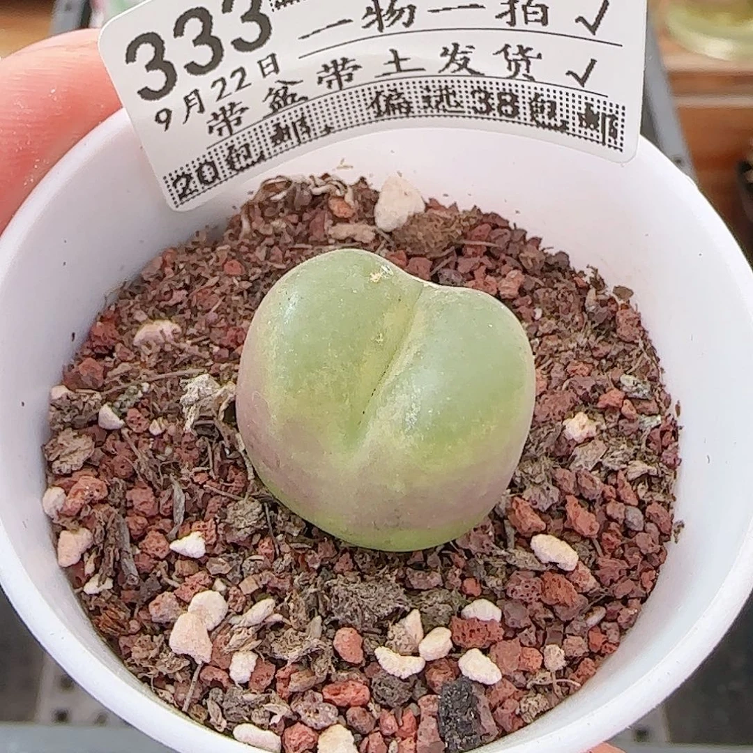 多肉0922--333毛汗尼