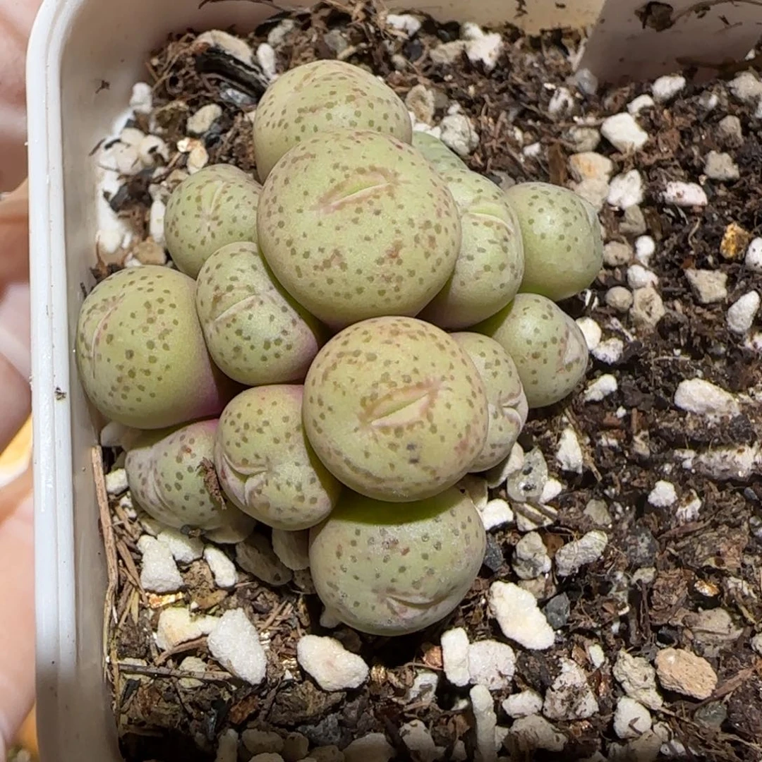 肉锥多肉植物百科1-1379