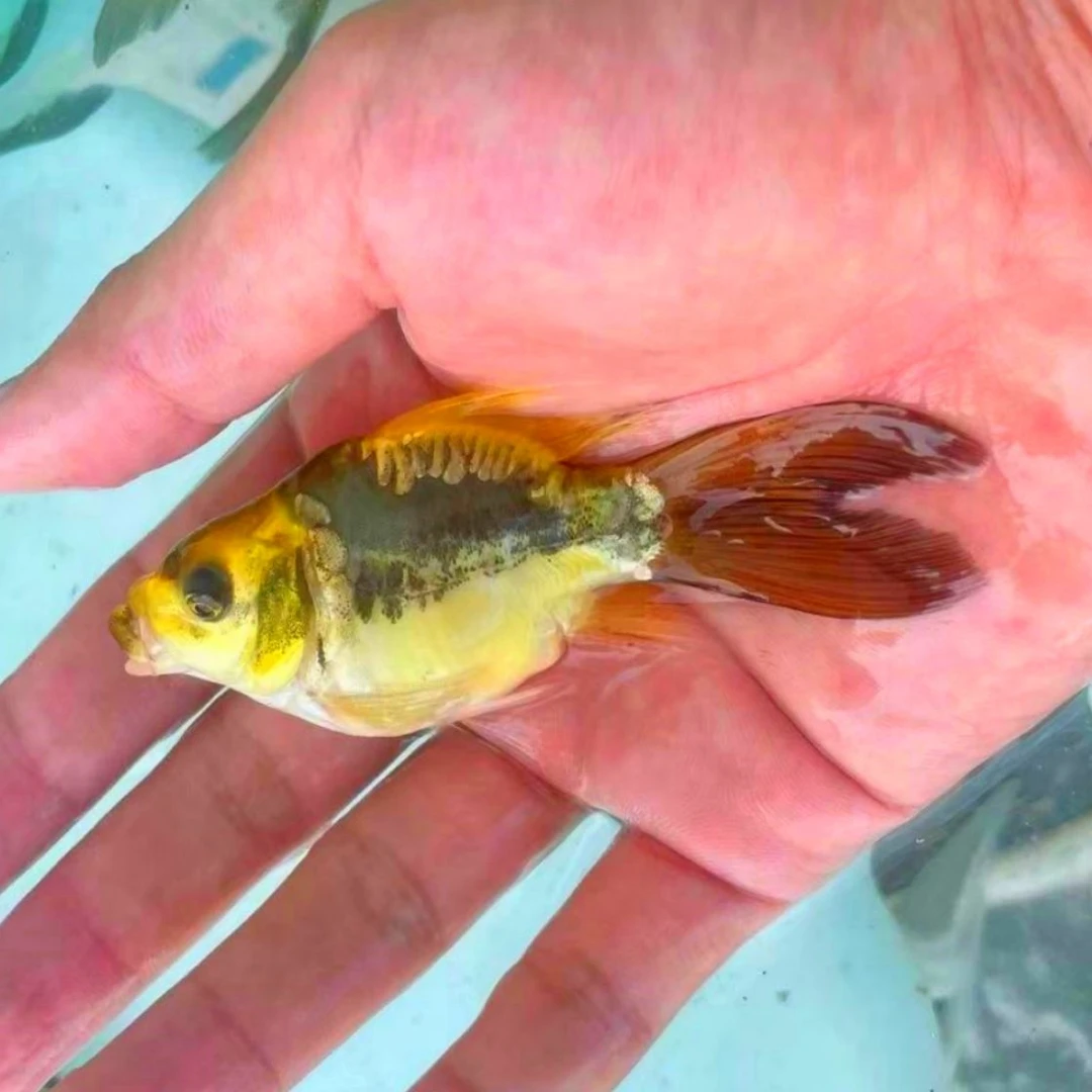 德系玛雅大酋长蝴蝶鲤球体球形短身锦鲤冷水鱼耐活耐寒淡水观赏鱼