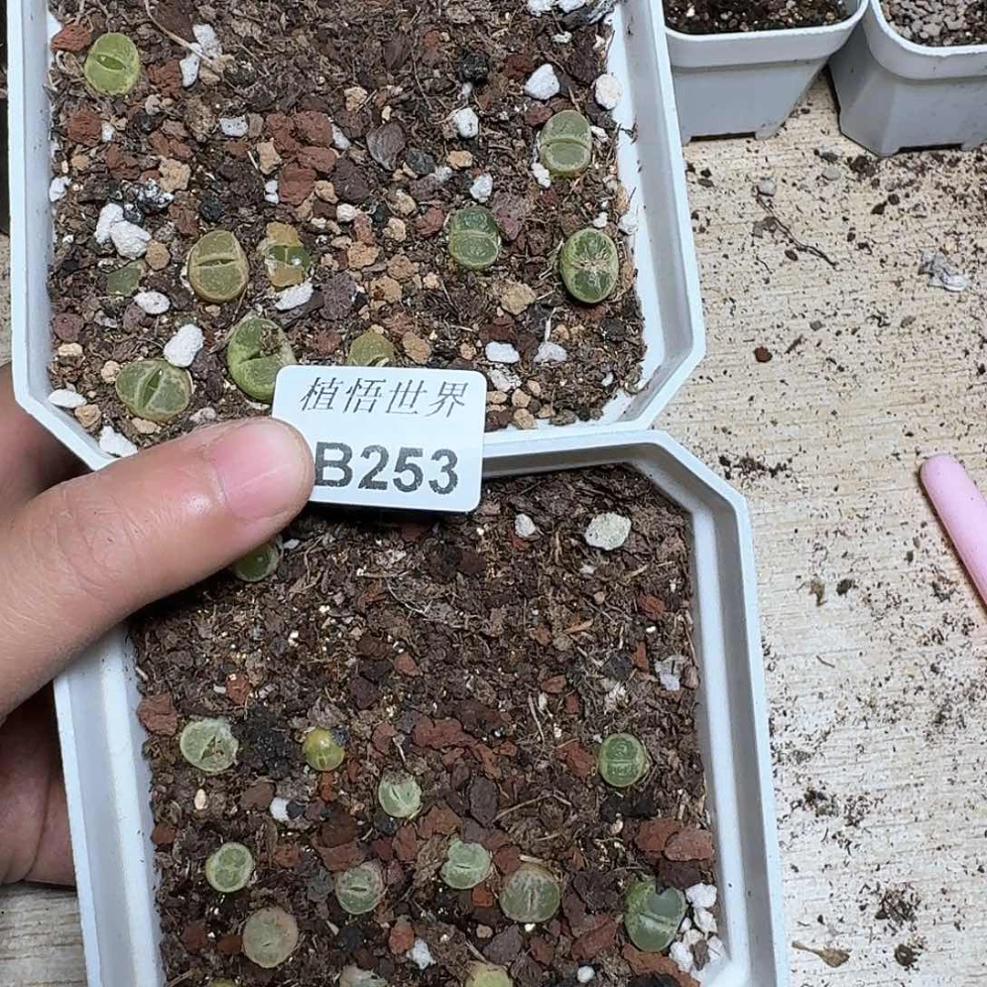 253盒多肉植物哇f g