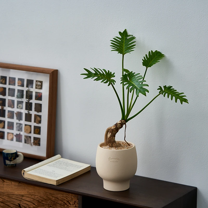 小天使盆栽龙鳞春羽老桩蔓绿绒玄关桌面室内耐阴常绿绿植净化空气