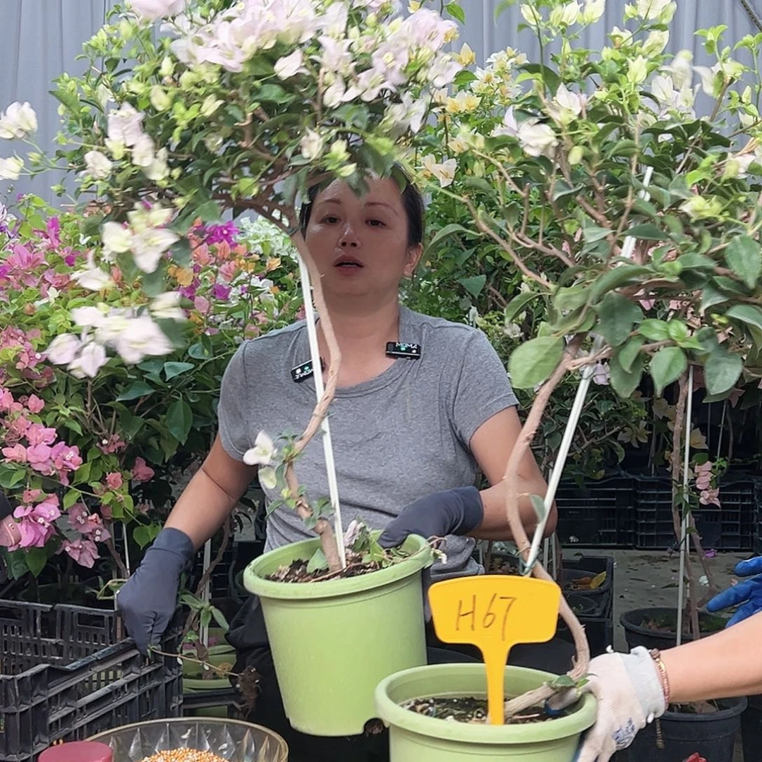 尘***沙当前无花栽培后可以开花H67苹果花一颗