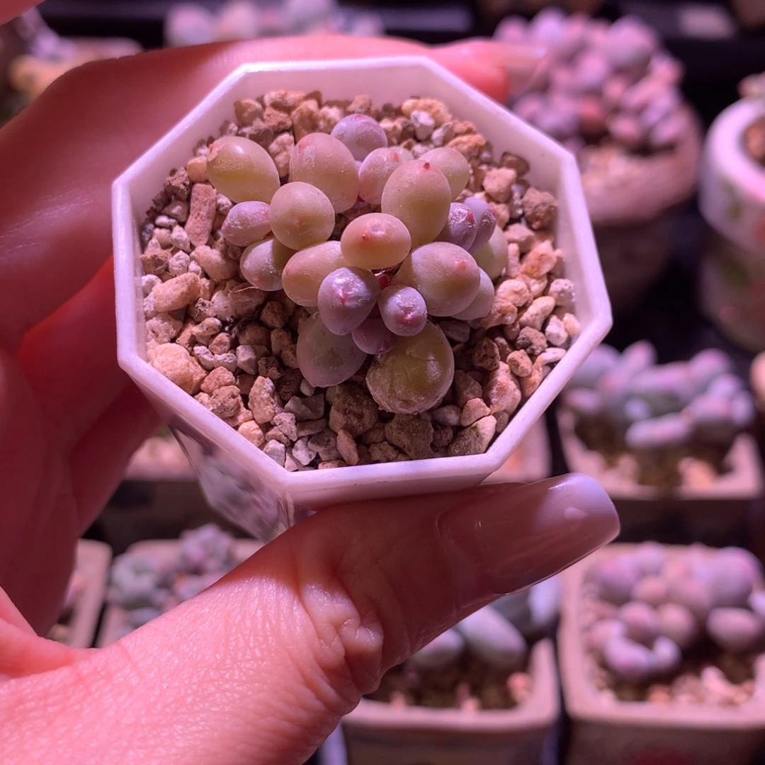 多肉植物一物一拍 彩虹奶酪 静儿