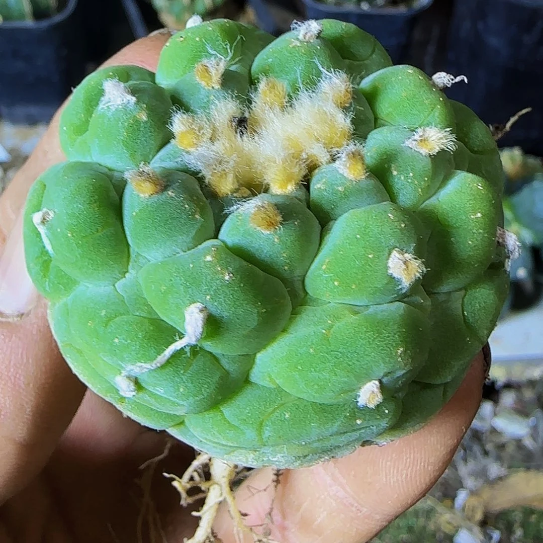 螺旋仙515萝卜根的