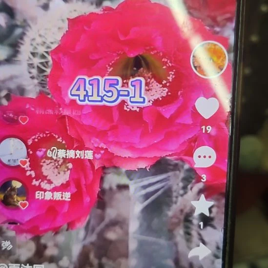 仙人球彩草415-1侧芽