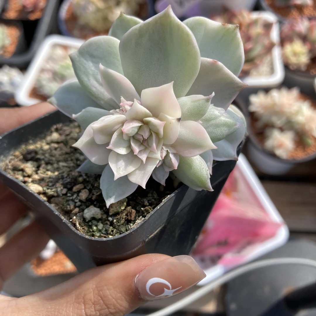 白牡丹锦石化带变异