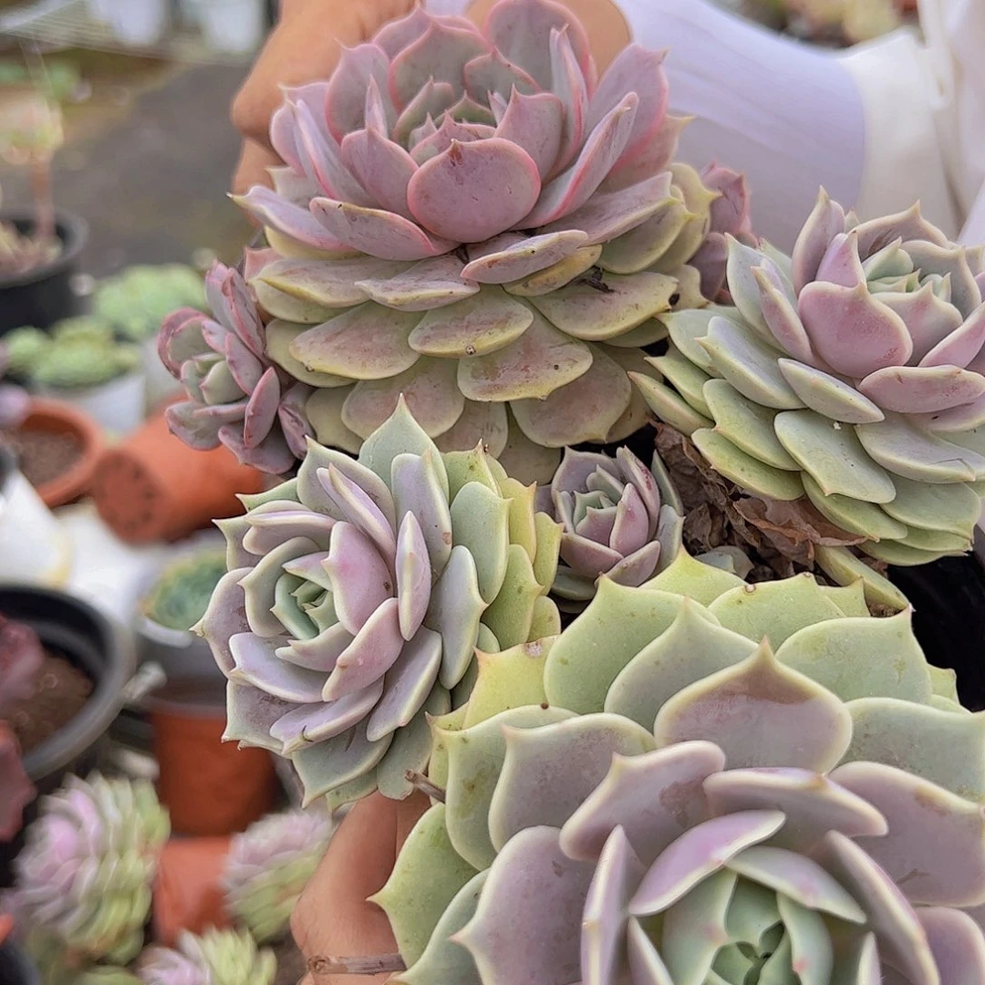 粉蝶➕露娜莲 各一盆