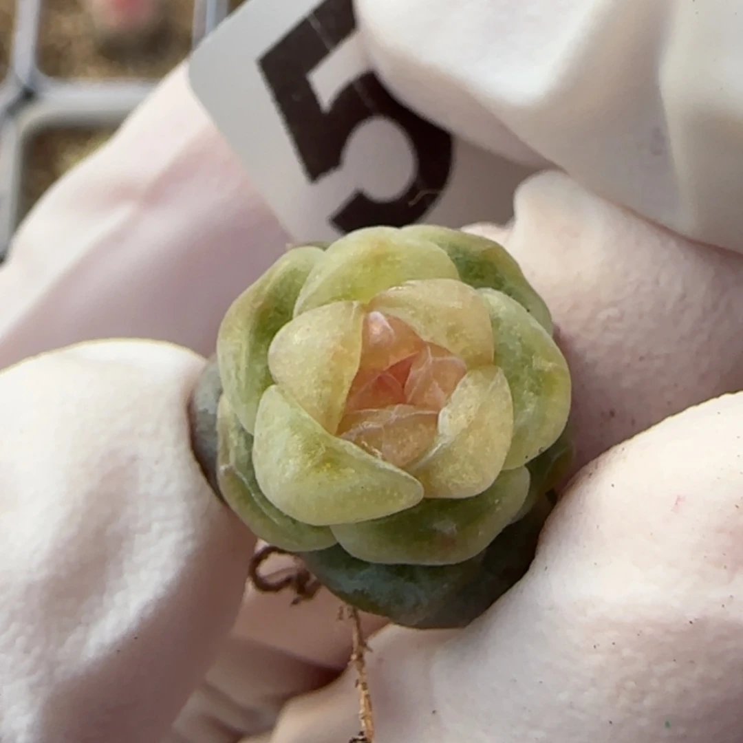 白***空543 号王者系列多肉一盒