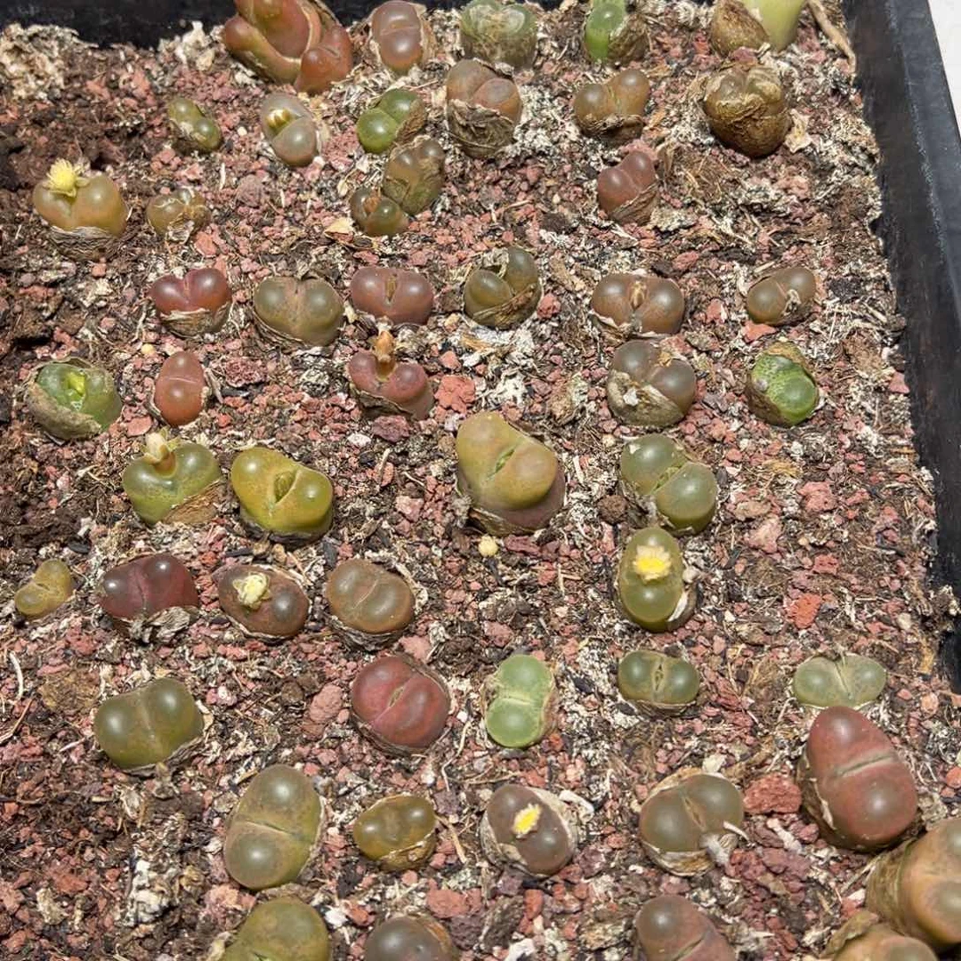 【闪购商品】1147。