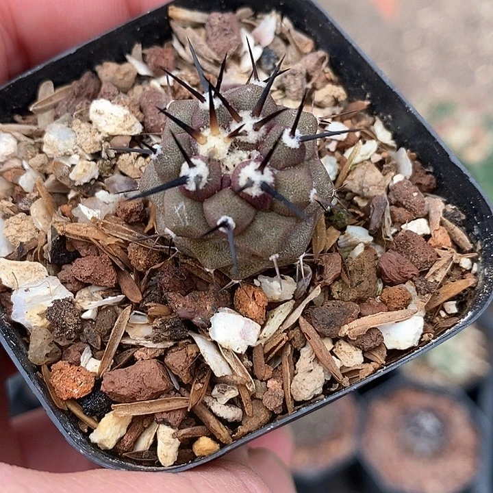 孤品实生选拔柱粗刺黑王丸2.3cm仙人球