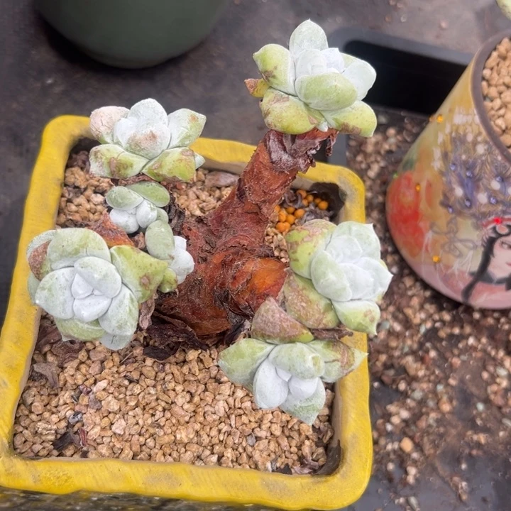 拇指杂～可可爱爱731